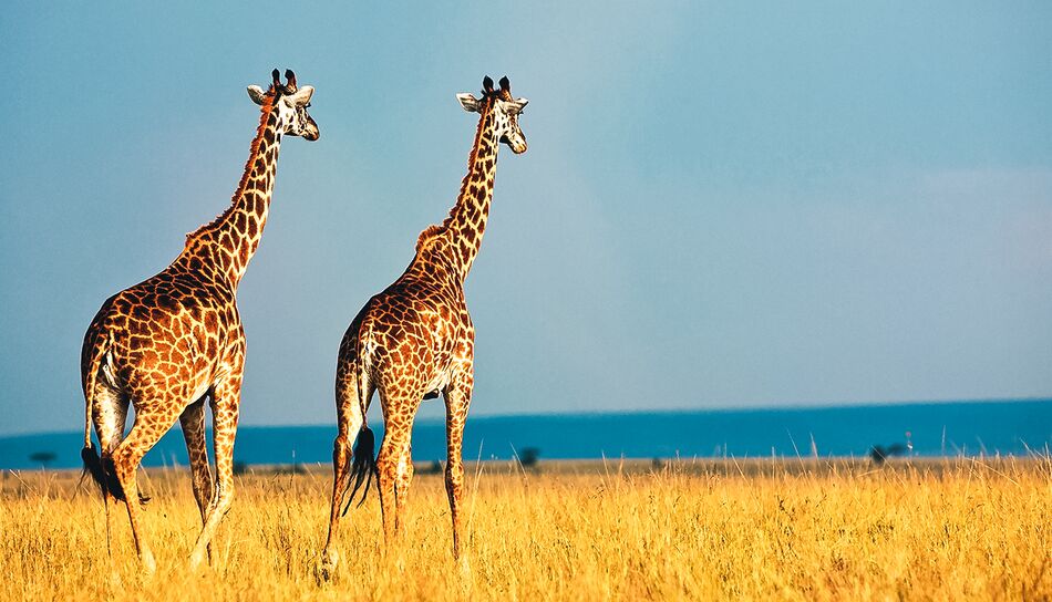 Giraffen in der Weite der Masai Mara