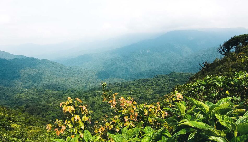 Monteverde Nebelwald