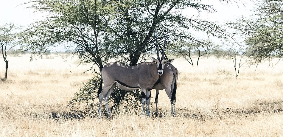 Antilope im Awash Nationalpark in Äthiopien