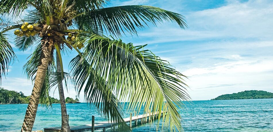 Eine Palme am Strand von Bocas del Toro, Panama