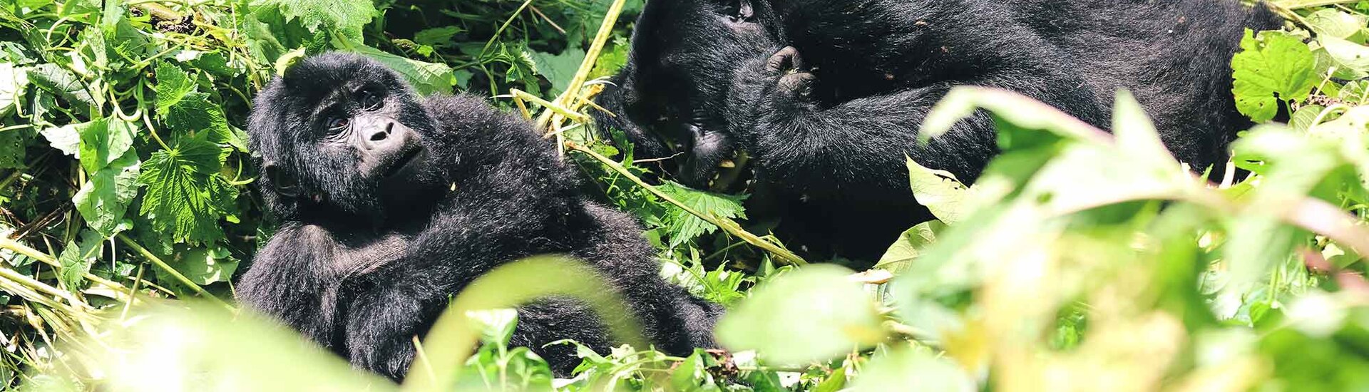 Berggorillas im Bwindi Nationalpark