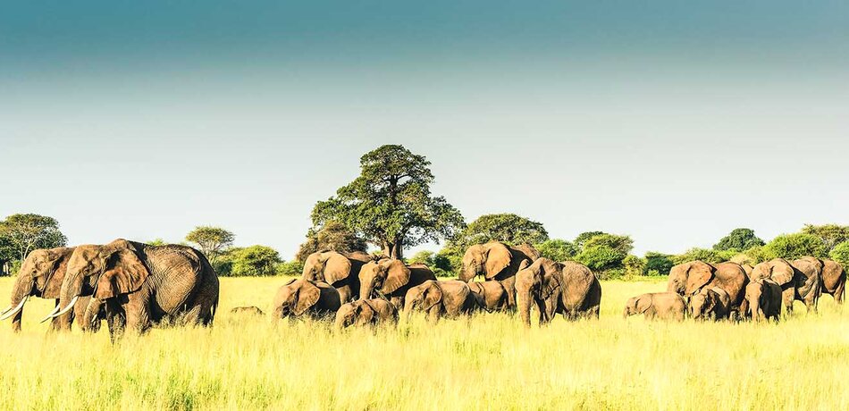 Elefantenherde im Tarangire Nationalpark in Tansania
