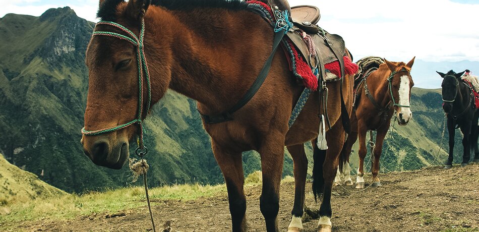 Ein Pferd beim Ausritt, Ecuador