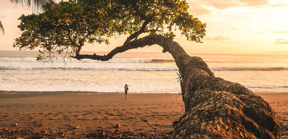 Baum an einem Pazifikstrand in Costa Rica