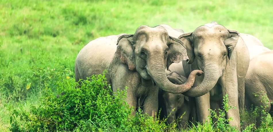 Elefanten im Kui Buri Nationalpark