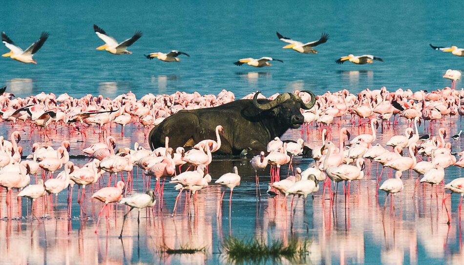 Büffel und Flamingo am Lake Nakuru, Kenia