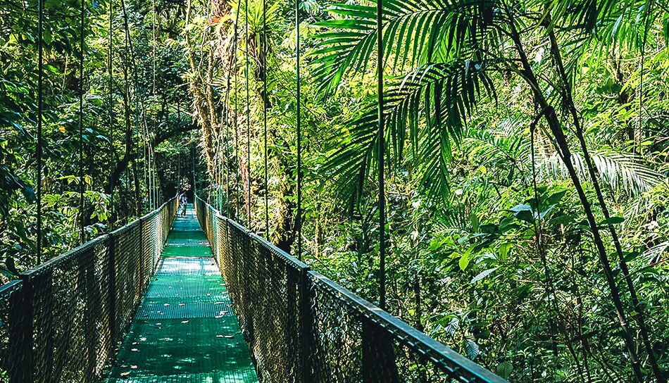 Hängebrücke im Monteverde Nebelwald, Costa Rica