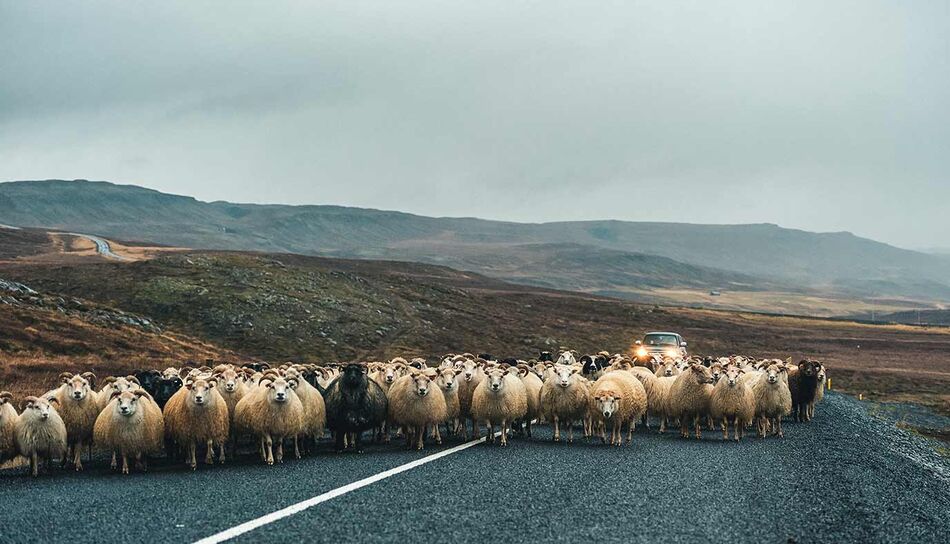 Schafe auf der Straße in Island