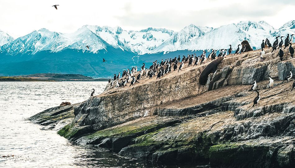 Pinguine und Robben im Tierra del Fuego Nationalpark