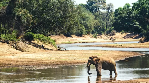 Elefant am Wasserloch in Südafrika