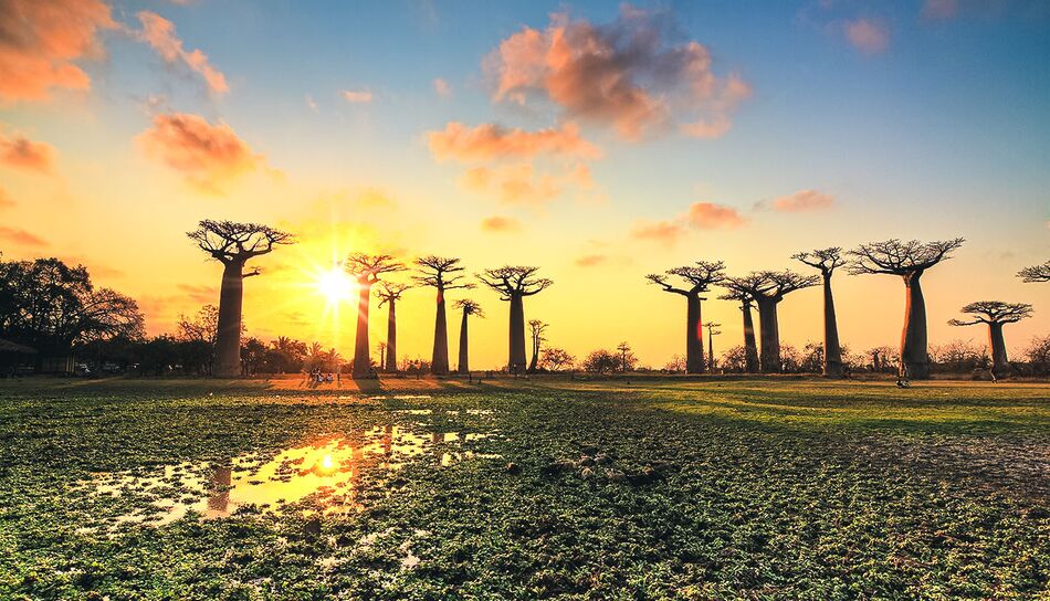 Sonnenuntergang in der Baobab-Allee in Madagaskar