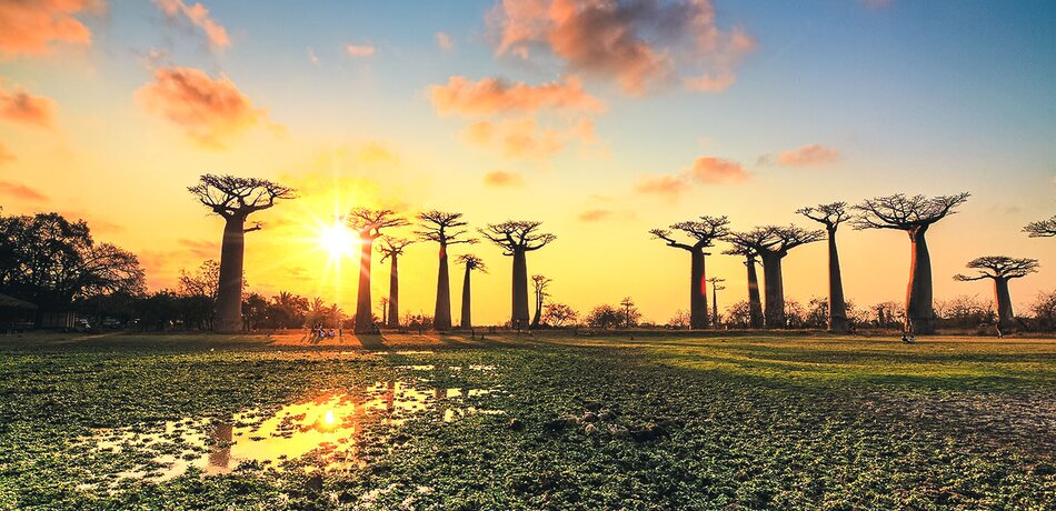 Sonnenuntergang in der Baobab-Allee in Madagaskar