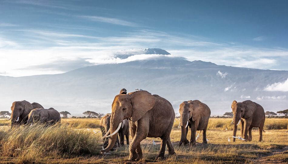 Elefanten Safari Reise, Kenia Afrika