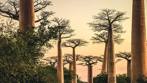 Baobab-Bäume in Madagaskar