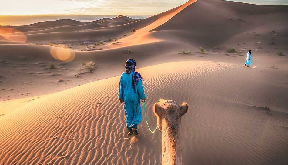 Kamel in der Sahara Wüste, Marokko