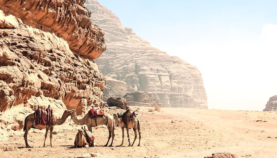 Kamele in der Wüstenlandschaft von Wadi Rum