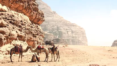 Kamele in der Wüstenlandschaft von Wadi Rum