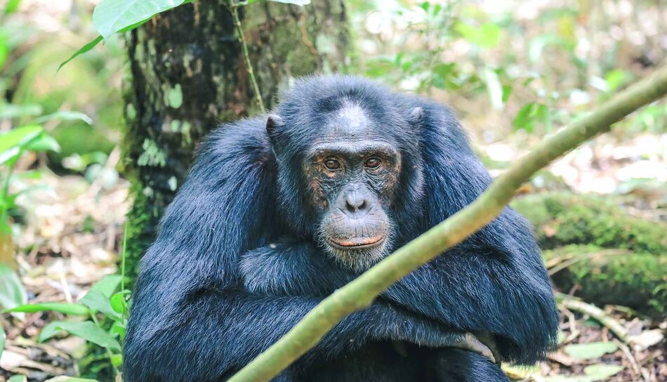 Schimpanse im Kibale Nationalpark