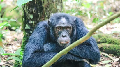 Schimpanse im Kibale Nationalpark