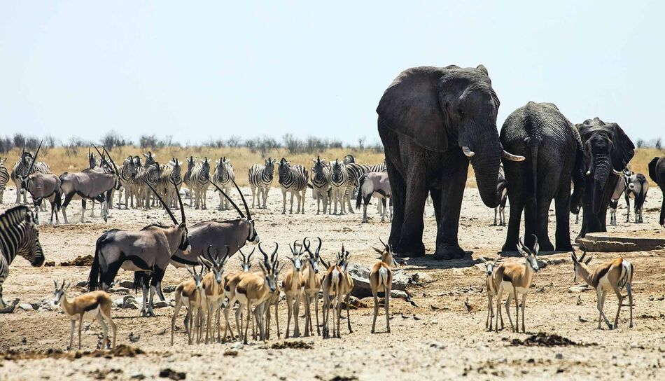 Wildtiere im Chobe Nationalpark