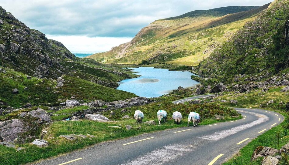 Schafe an einer Straße in den Kerry Mountains