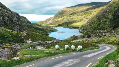 Schafe an einer Straße in den Kerry Mountains