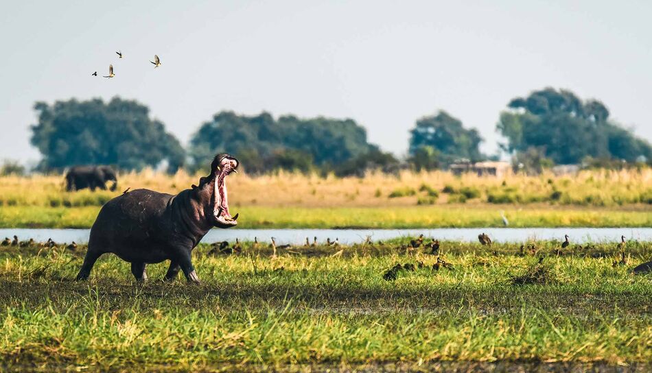 Nilpferd am Chobe River