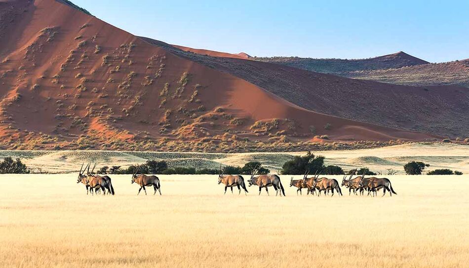 Oryxantilopen in der namibischen Steppe