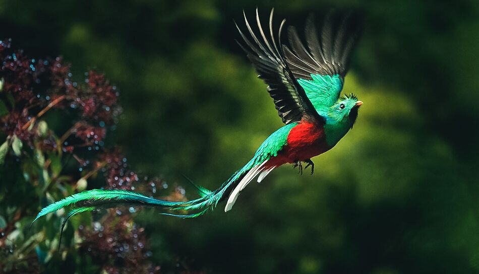 Quetzal im Flug in Costa Rica