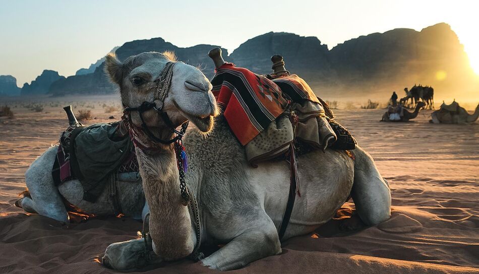 Kamel in der Wüste in Jordanien