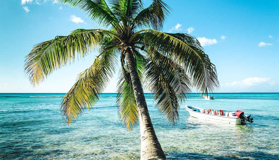 Karibische Palme