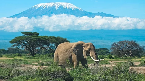 Elefant vor dem Kilimanjaro im Amboseli Nationalpark, Kenia