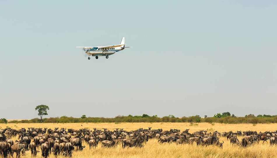 Kleinflugzeug über einer Herde von Wildtieren bei einer Fly-in Safari