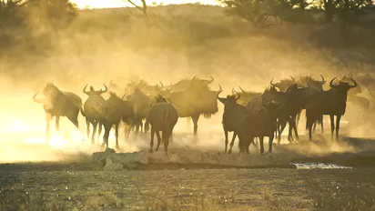 Büffel im Kgalagadi Transfrontier National Park