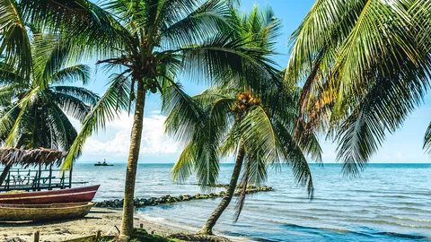 Palmen am Strand von Livingston 