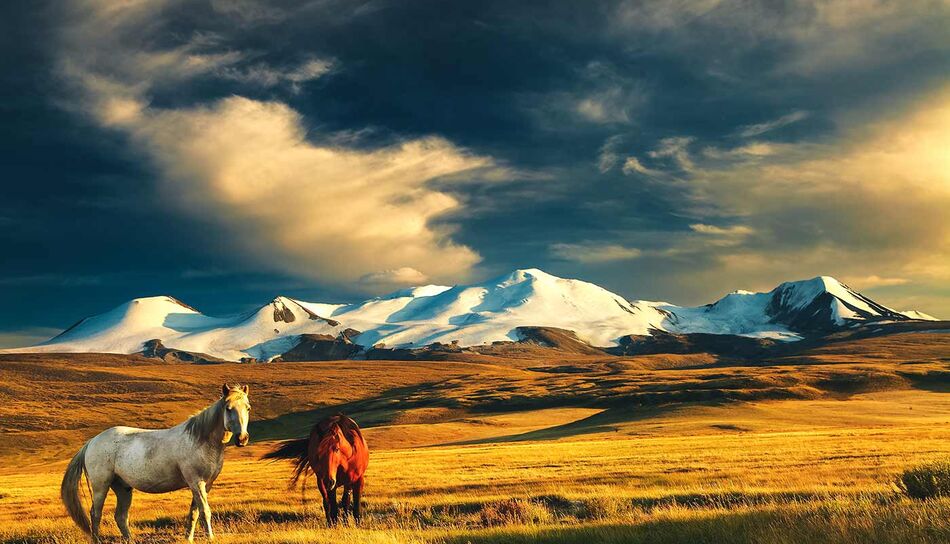 Pferde in der Mongolei