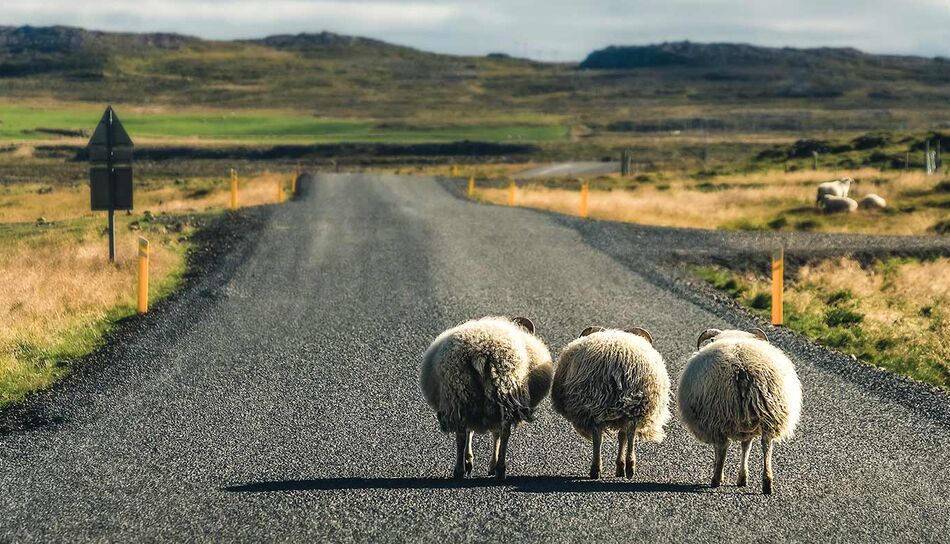 Schafe auf der Straße bei Akureyri
