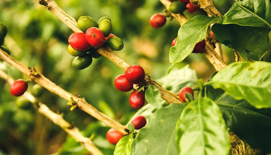 Kaffeepflanze in der Kaffeezone Kolumbiens