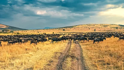 Gnus bei der großen Tierwanderung in Kenia