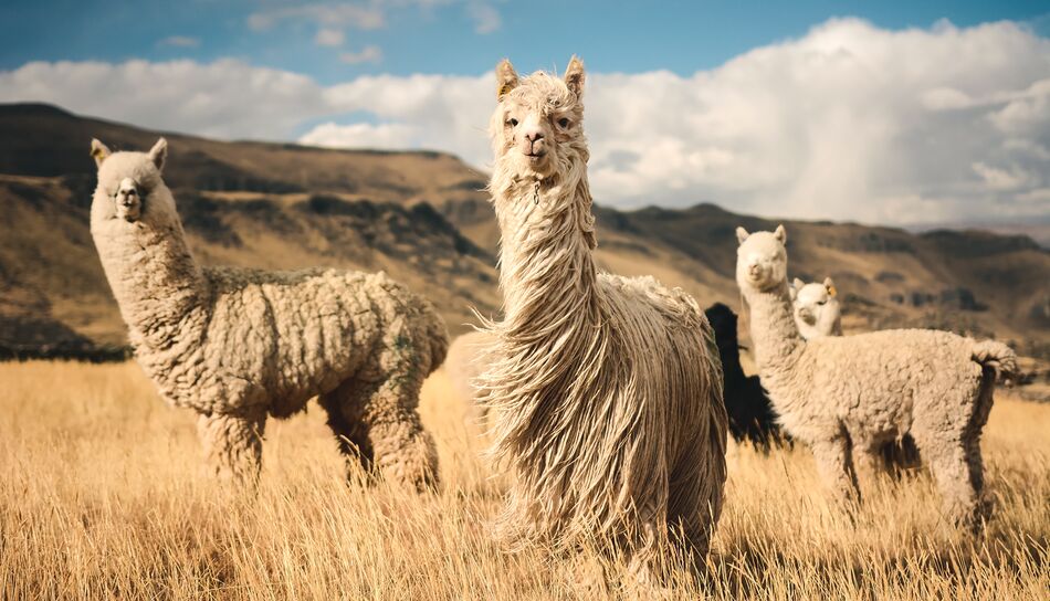 Alpacas in den Anden von Peru