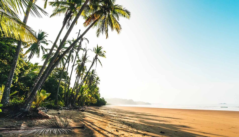Karibikstrand mit Palmen 