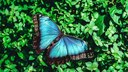 Costa Rica blauer Morphofalter