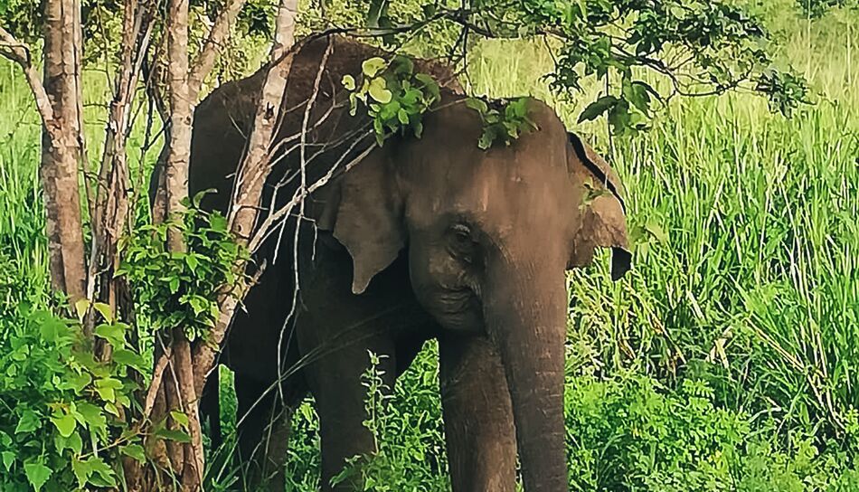 Elefant bei der Safari im Huluru Eco Park, Sigiriya