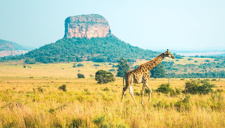 Eine Giraffe in Namibia 