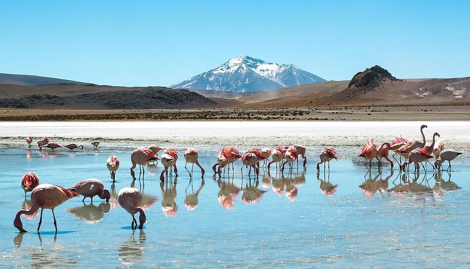 Flamingos naher der Salar de Uyuni in Bolivien