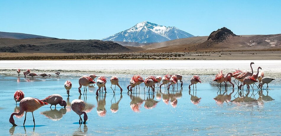 Flamingos naher der Salar de Uyuni in Bolivien