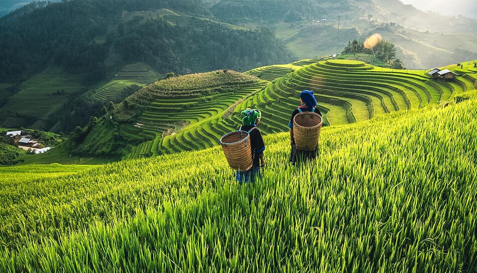 Frauen auf einem Reisfeld in Sapa, Vietnam