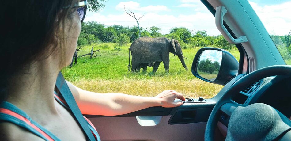 Safari im Addo Nationalpark, Südafrika