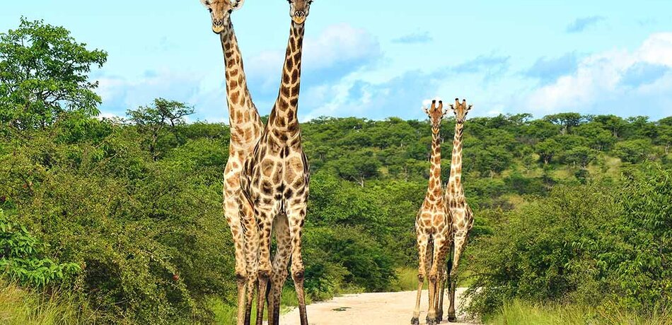 Giraffen in Namibia 