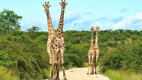 Giraffen in Namibia 